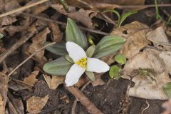 Snow Trillium, Trillium nivale