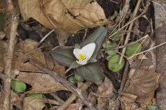 Snow Trillium, Trillium nivale