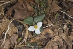 Snow Trillium, Trillium nivale