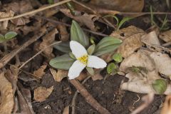 Snow Trillium, Trillium nivale