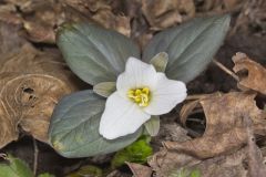 Snow Trillium, Trillium nivale