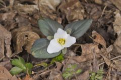 Snow Trillium, Trillium nivale