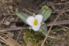 Snow Trillium, Trillium nivale