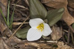 Snow Trillium, Trillium nivale