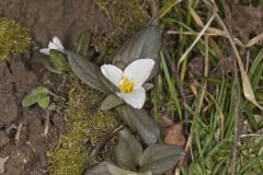 Snow Trillium, Trillium nivale