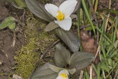 Snow Trillium, Trillium nivale