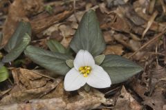 Snow Trillium, Trillium nivale