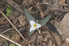 Snow Trillium, Trillium nivale