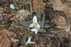 Snow Trillium, Trillium nivale