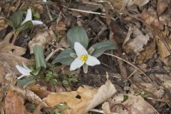 Snow Trillium, Trillium nivale