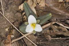 Snow Trillium, Trillium nivale