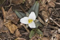 Snow Trillium, Trillium nivale