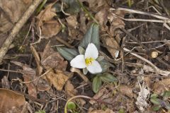 Snow Trillium, Trillium nivale