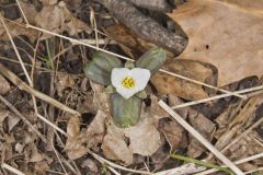 Snow Trillium, Trillium nivale