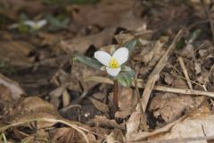 Snow Trillium, Trillium nivale