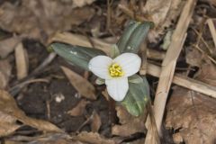 Snow Trillium, Trillium nivale