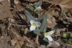 Snow Trillium, Trillium nivale