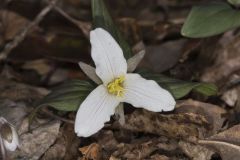 Snow Trillium, Trillium nivale