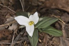 Snow Trillium, Trillium nivale