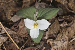 Snow Trillium, Trillium nivale