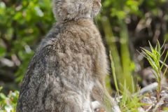 Snowshoe hare, Lepus americanus