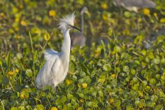 Snowy Egret, Egretta thula