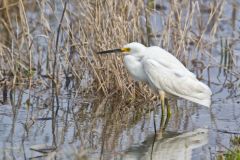 Snowy Egret, Egretta thula