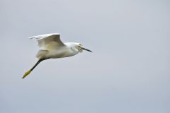 Snowy Egret, Egretta thula