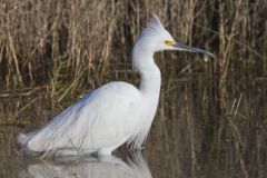 Snowy Egret, Egretta thula