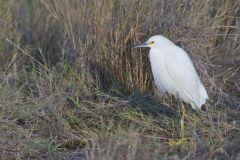 Snowy Egret, Egretta thula