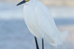 Snowy Egret, Egretta thula