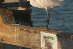 Snowy Egret, Egretta thula