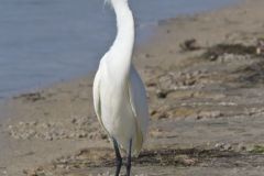 Snowy Egret, Egretta thula