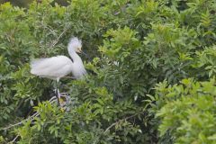 Snowy Egret, Egretta thula