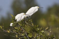 Snowy Egret, Egretta thula