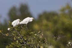 Snowy Egret, Egretta thula