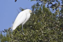 Snowy Egret, Egretta thula