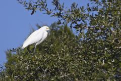 Snowy Egret, Egretta thula