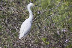 Snowy Egret, Egretta thula