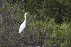 Snowy Egret, Egretta thula