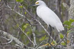 Snowy Egret, Egretta thula