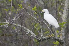 Snowy Egret, Egretta thula