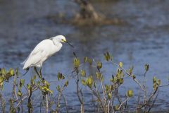 Snowy  Egret, Egretta thula