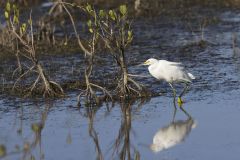 Snowy  Egret, Egretta thula