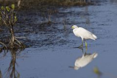 Snowy  Egret, Egretta thula