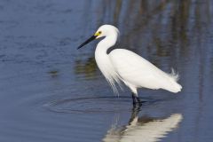 Snowy  Egret, Egretta thula