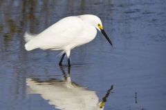 Snowy  Egret, Egretta thula