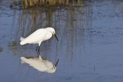 Snowy  Egret, Egretta thula