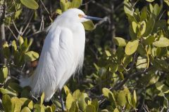 Snowy  Egret, Egretta thula