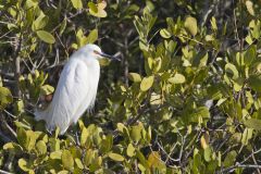 Snowy  Egret, Egretta thula